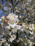 Fleur de cerisier