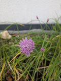 Fleur de ciboulette